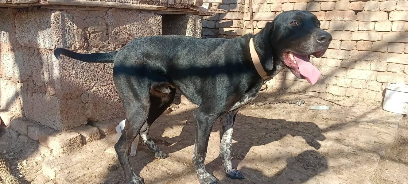 pointer/panter dog fully trained 2