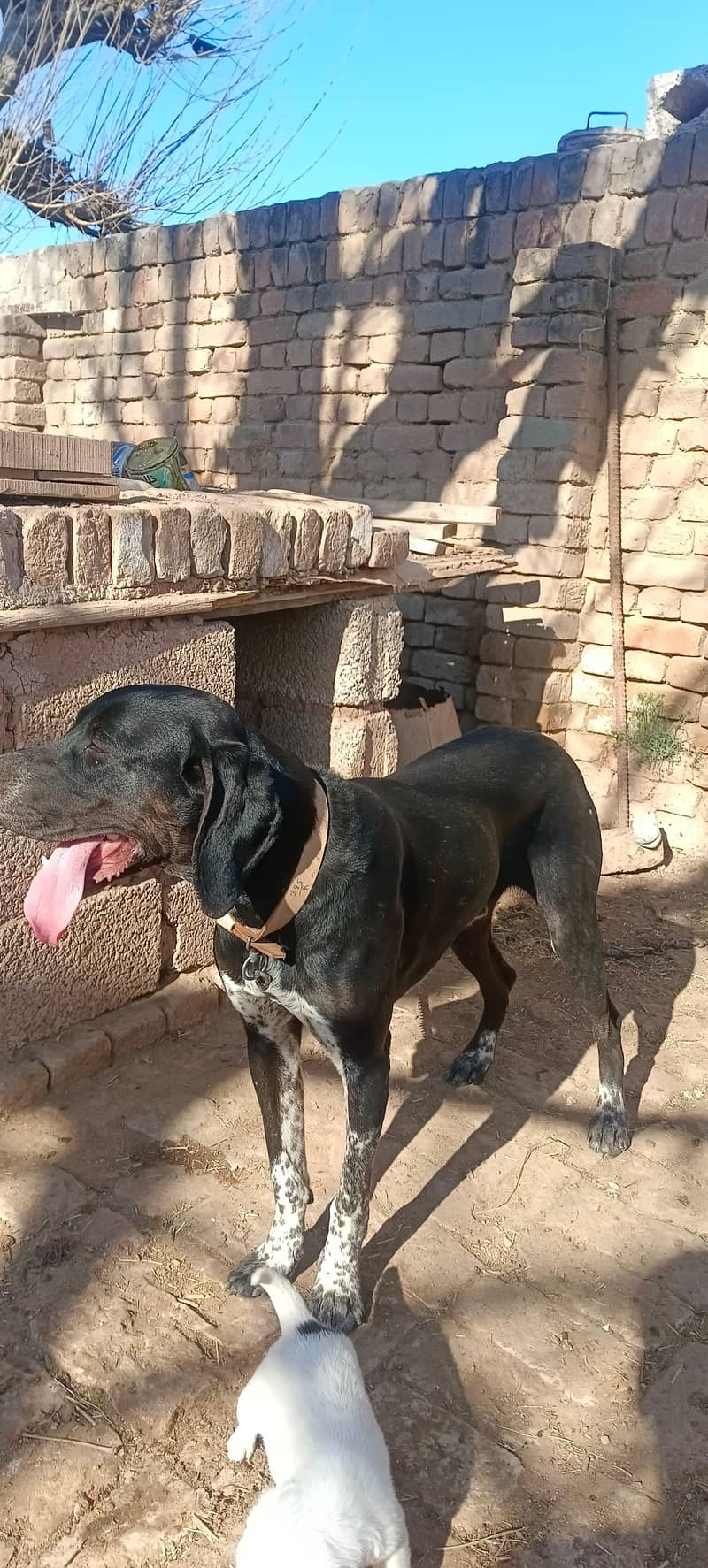 pointer/panter dog fully trained 3