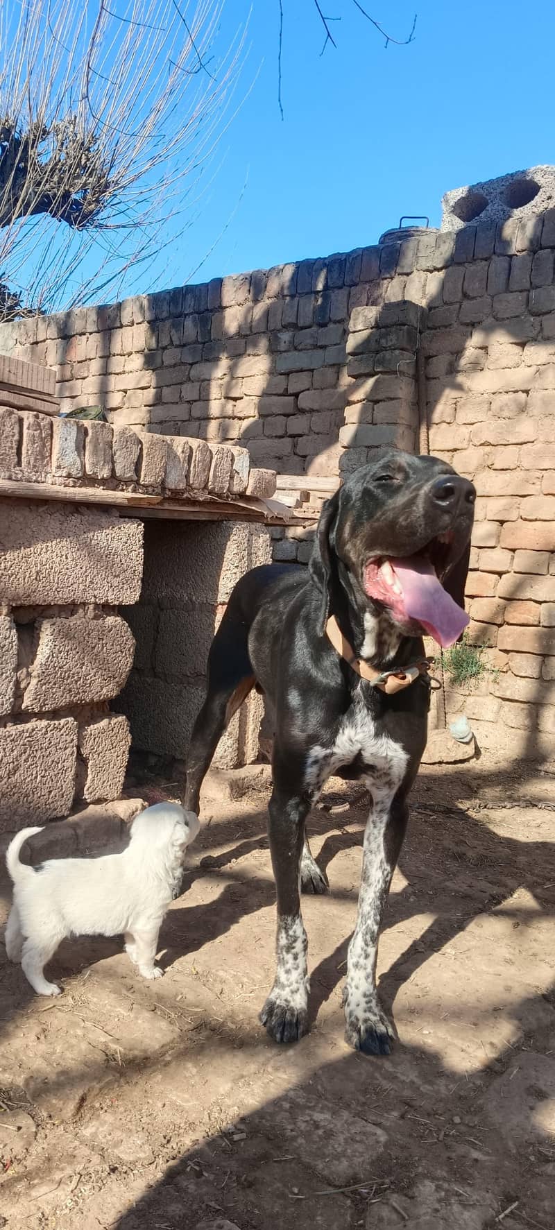 pointer/panter dog fully trained 4