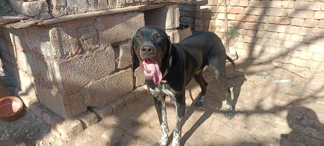 pointer/panter dog fully trained 5