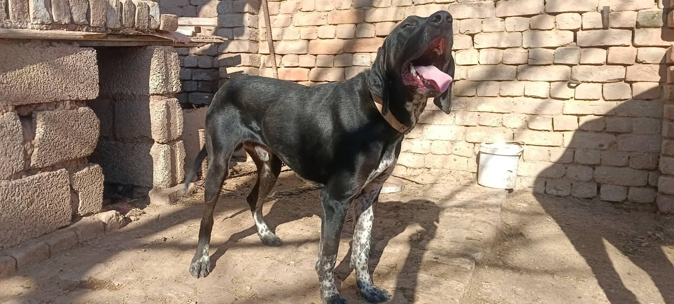 pointer/panter dog fully trained 6