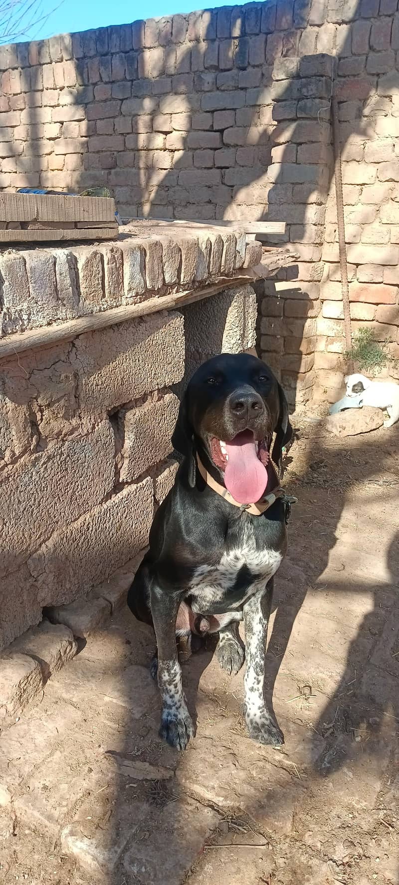 pointer/panter dog fully trained 7