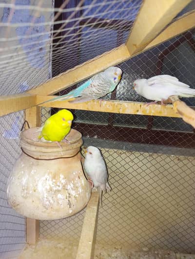 Red Eyes Australian Budgie Parrot Lovebirds