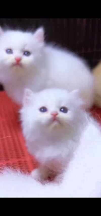 Quality Persian Punch face cat & kitten is03477878702Whatsapp