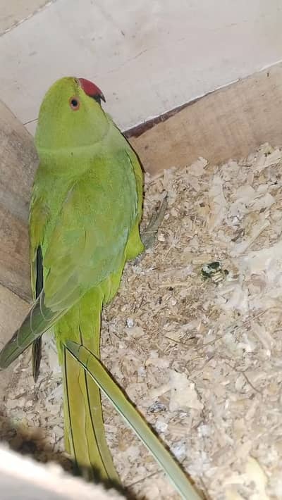 Blue  split garanti Breedar 