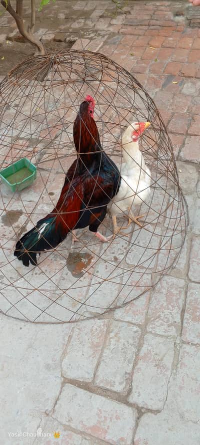 اصیل مرغ میاں والی اور وائٹ مرغی