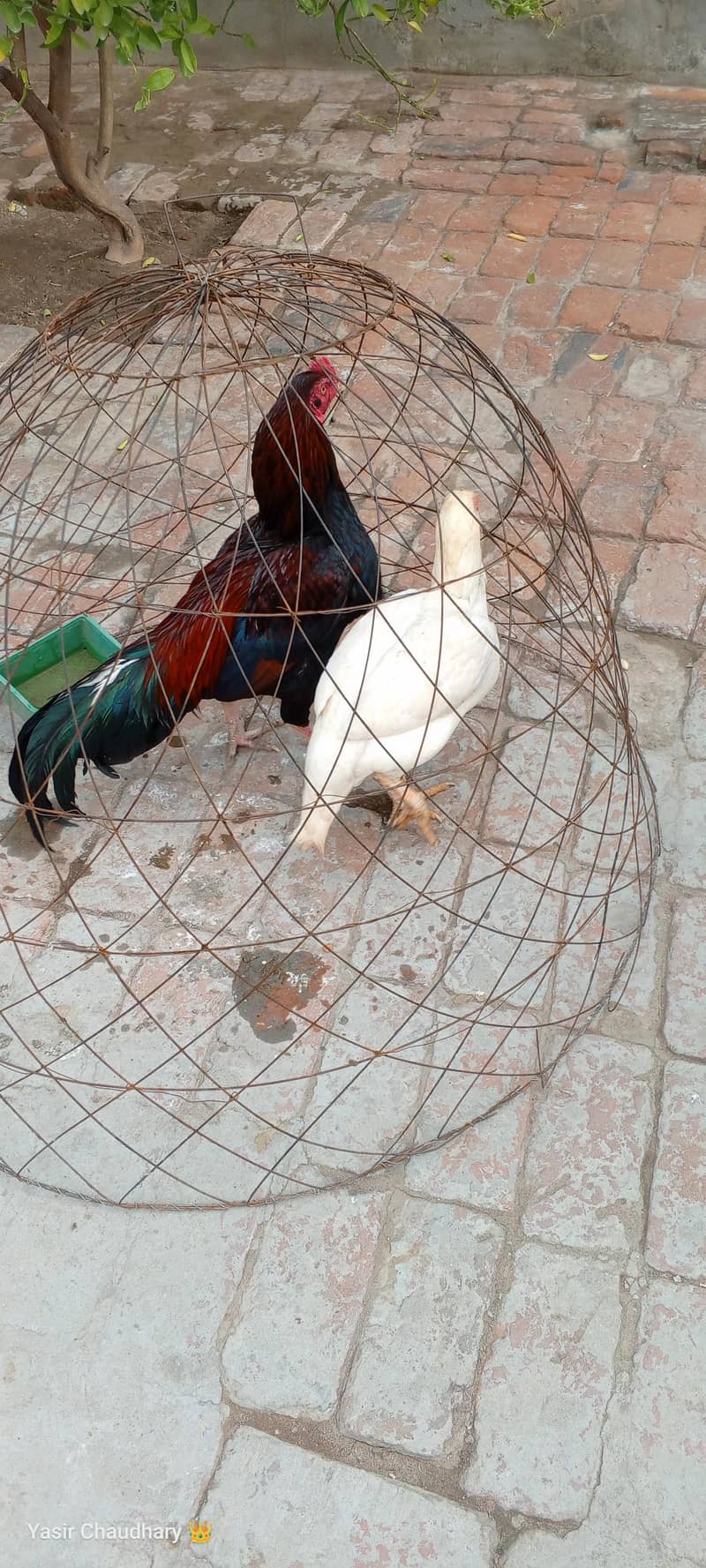 اصیل مرغ میاں والی اور وائٹ مرغی 1