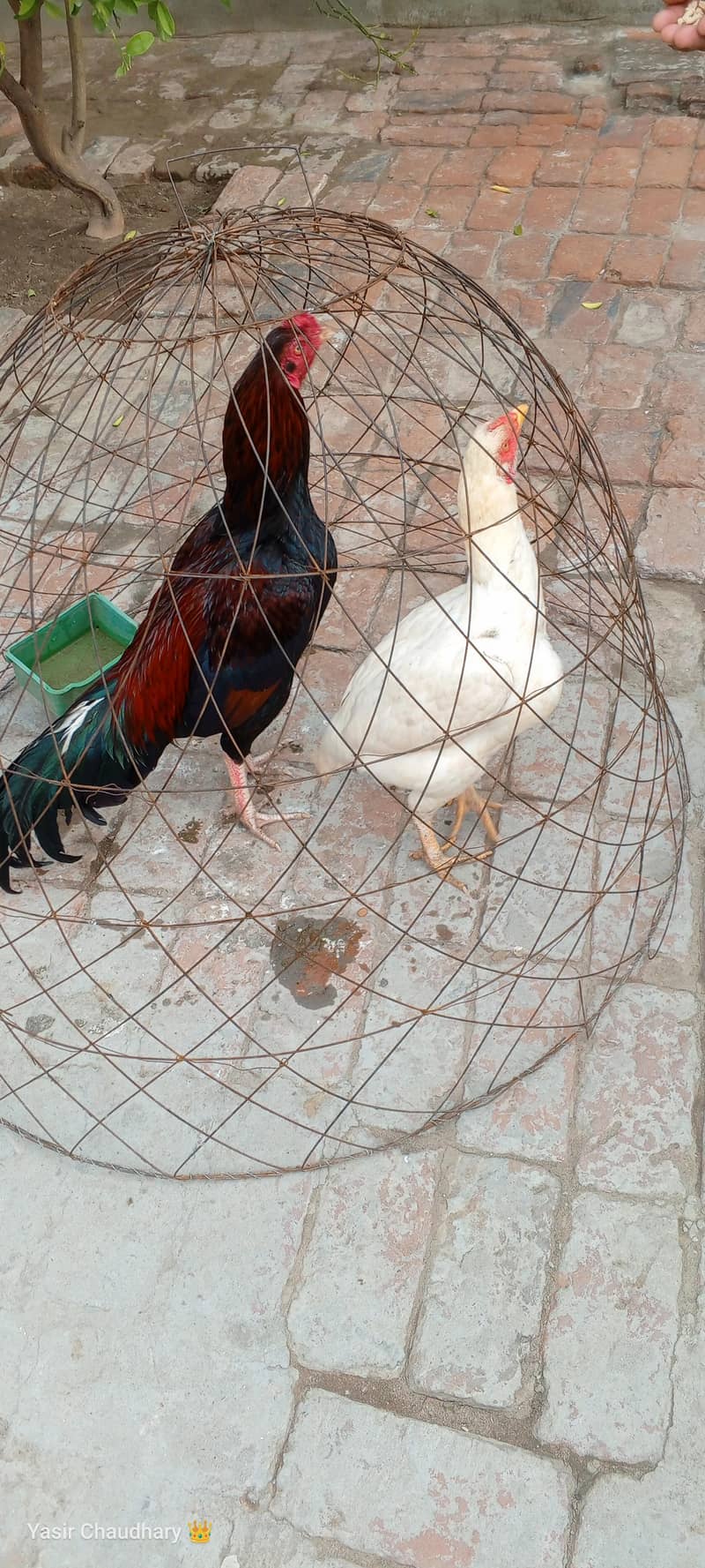 اصیل مرغ میاں والی اور وائٹ مرغی 2