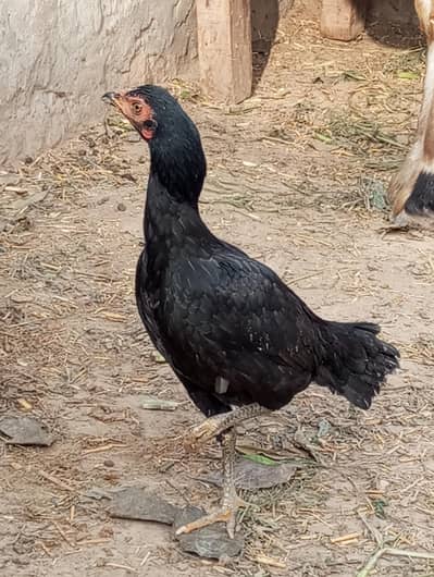 aseel pair in black colour