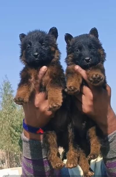 German Shepherd | black n tan Shepherd | gsd dog | puppy | puppies