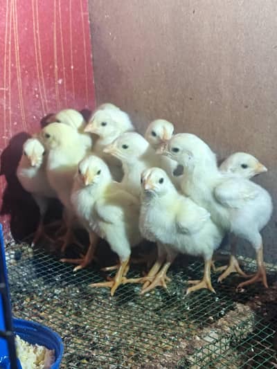 WHITE SHAMO CHICKS | HEERA ASEEL FEMALES