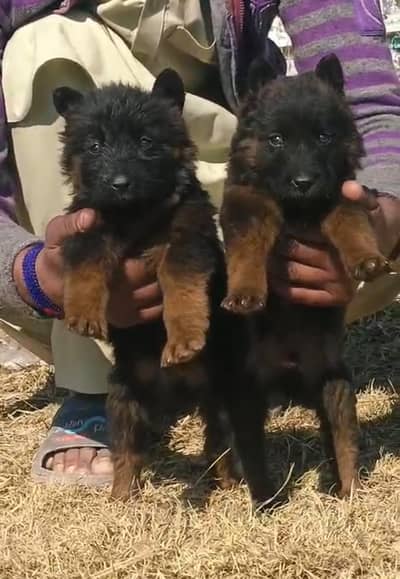 German shepherd | male Puppy | Dog for sale | Long coat