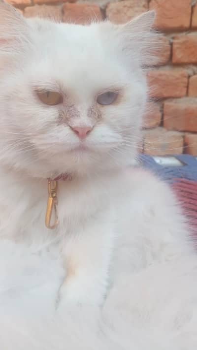 punch face cat for sale  dy type Faisalabad 03033095600
