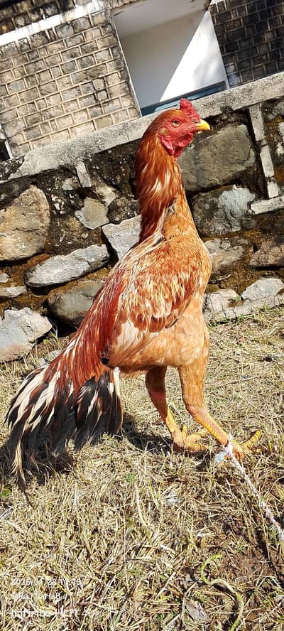 Aseel Lasani Age 8 month