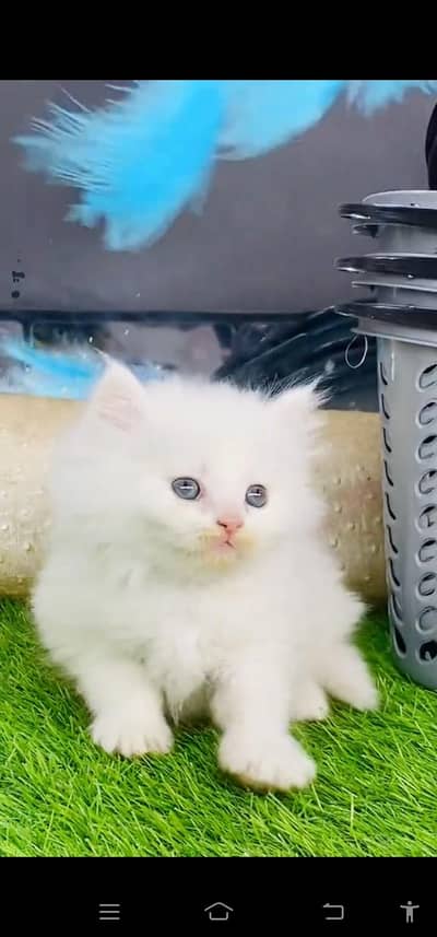 Quality Persian Punch face cat & kitten is03477878702Whatsapp