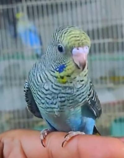 Black Face and Black Wing