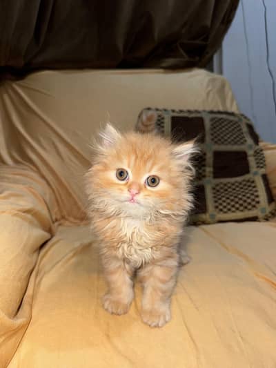 Ginger color heavy fur kitten (title)