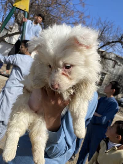 Russian female high quality available loang coated pink nose zero size