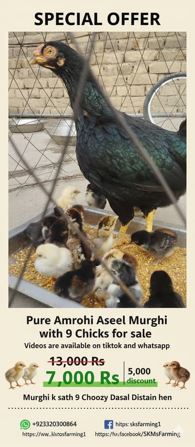 Mianwali Aseel | Aseel pair | Pure Breed | Imported Bloodline