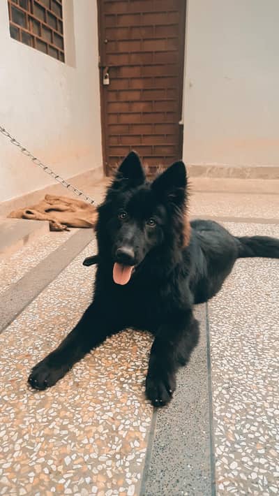 7 months old Pedigree German Shepherd Female