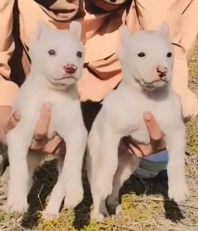 kohati  gultair jori for sale