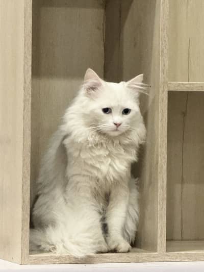 Persian male cat