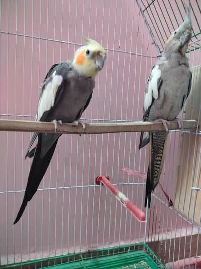 Grey cockatiel breeder pair confirm history ha mating ki videos hain