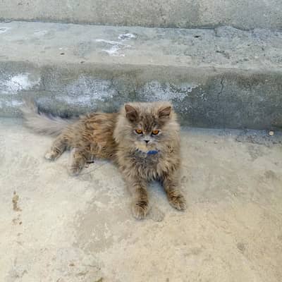 urgent sale female cat persian