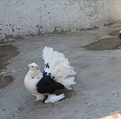 American Fantail Black Saddle Females