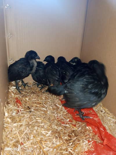 Ayam cemani chicks for sale