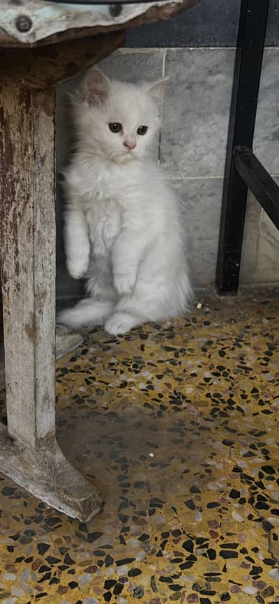 Persian kittens for sale