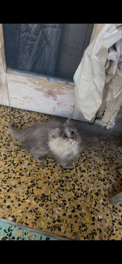 Persian kittens for sale