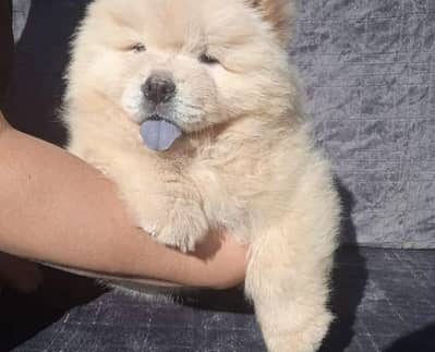 chow chow puppies 03425137217