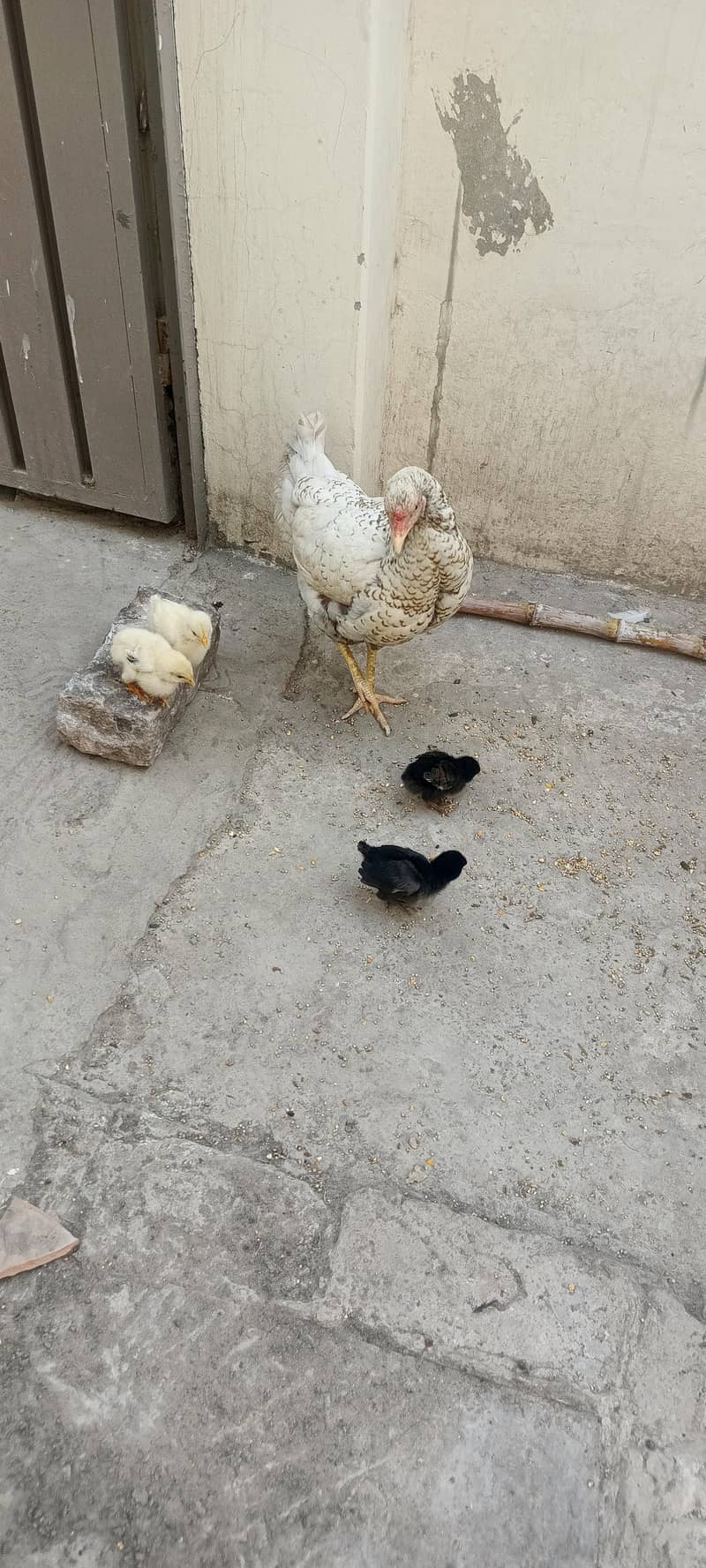 مرغی اور چار چوزے 0