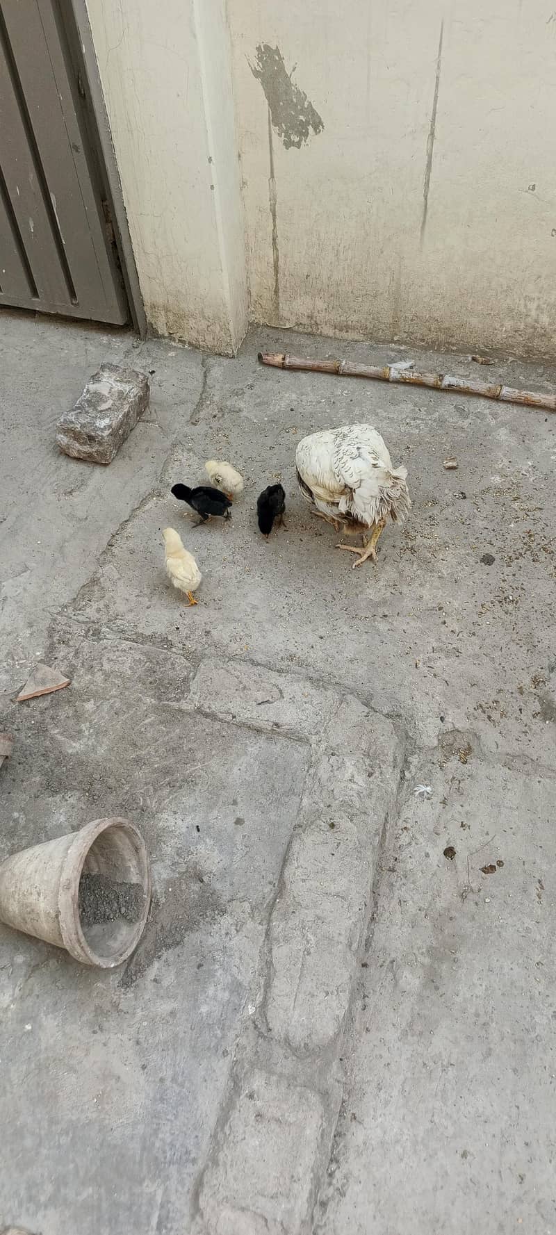 مرغی اور چار چوزے 1