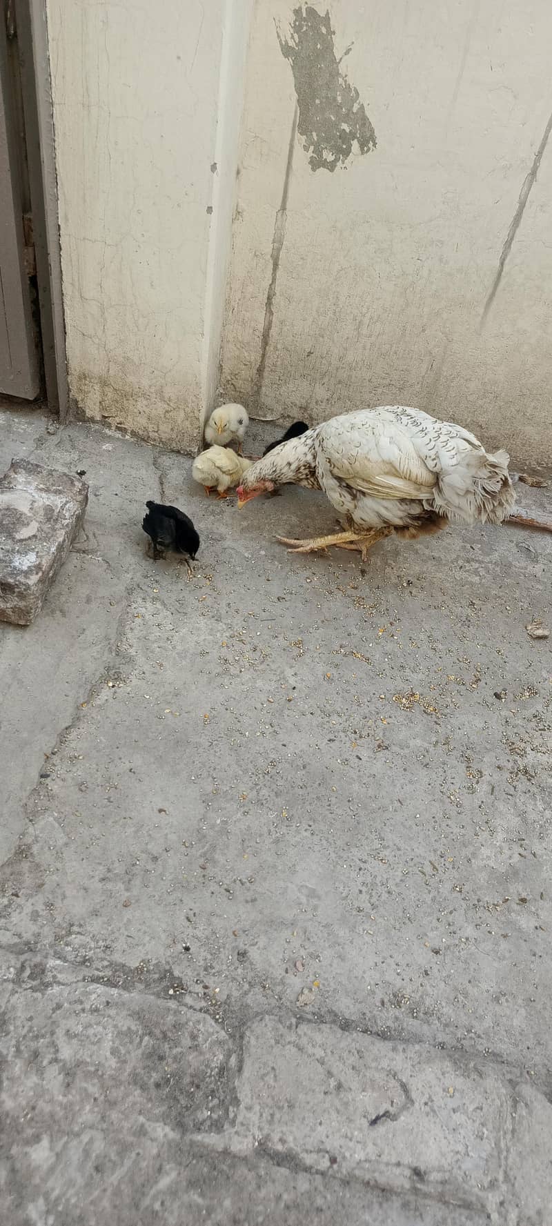 مرغی اور چار چوزے 2