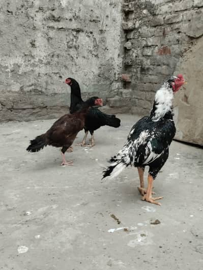 High Class aseel Lakha cheena or mushaka cheena eggs 03355805971