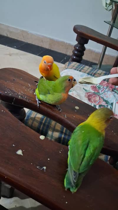 hand tammed Lovebird