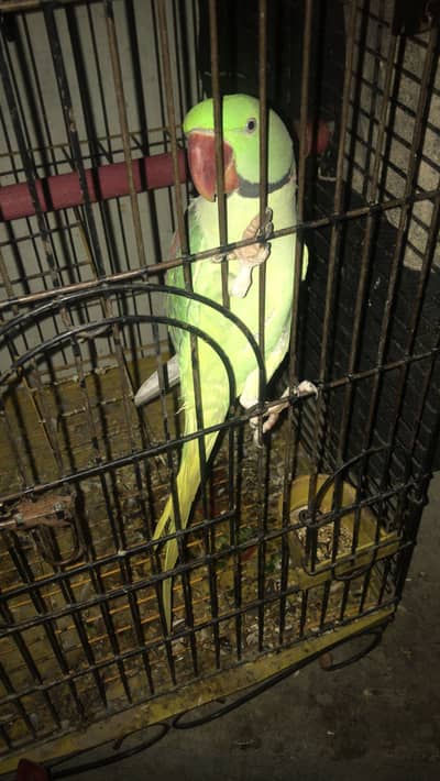 Pahari tamed talking male for sale most urgent need cash