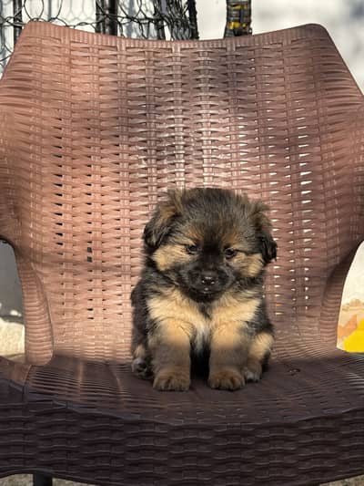 Shitzu Male/Female Adorable Puppies