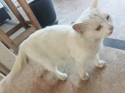 Mother cat pregnant 1month