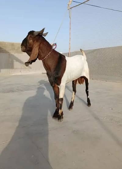 tadi Bakra for sale contact WhatsApp +92 323 2154780