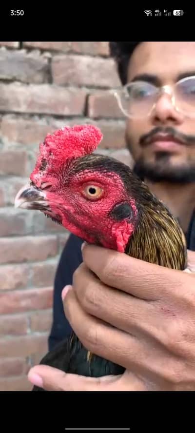 Adnan Aseel 03076748257