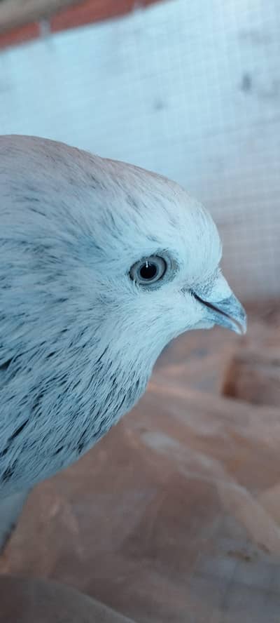 sailkoti jonsarey kabotar for sale