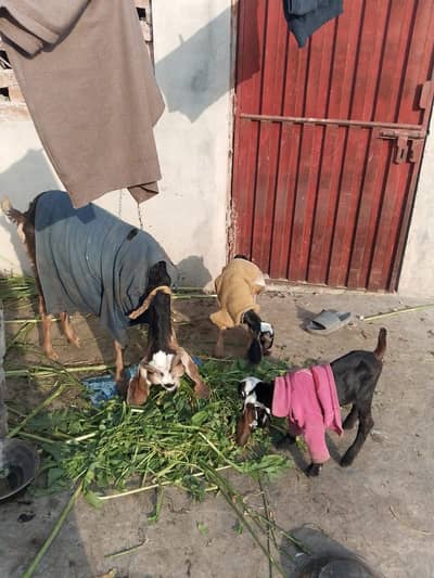 1 Goat (female) with 2 Babies one male and one female