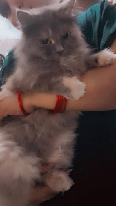 fluffy greyish pure persian cat