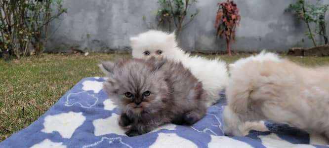 tripple coated persian kitten