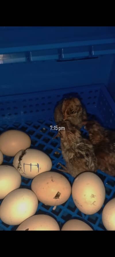 Mashallah pure Egyptian fayoumi breed chicks available