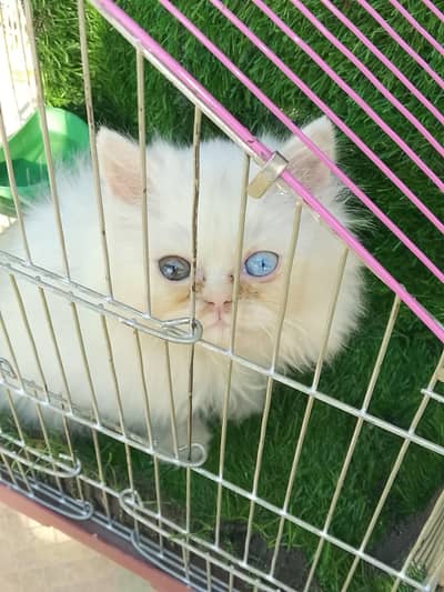 pursian triple coated