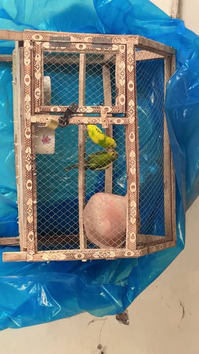 bajhra pair panjhra kojha large pair and active